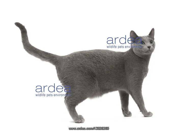  : Cat Russian Blue