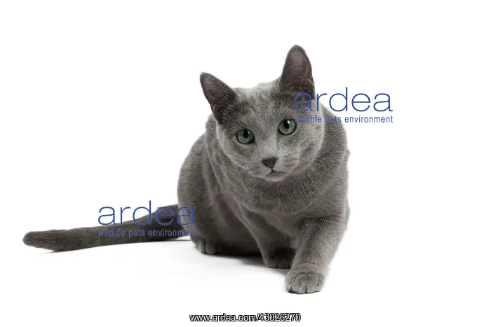  : Cat Russian Blue