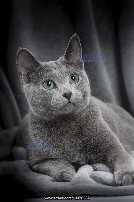  : Cat Russian Blue