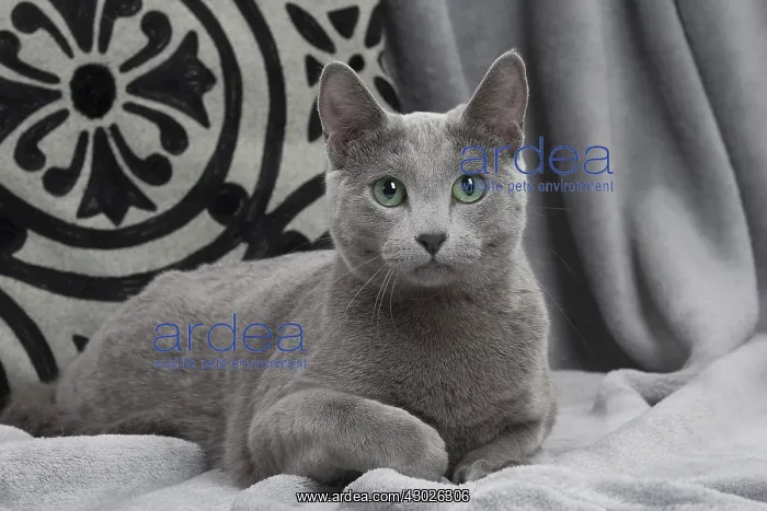  : Cat Russian Blue