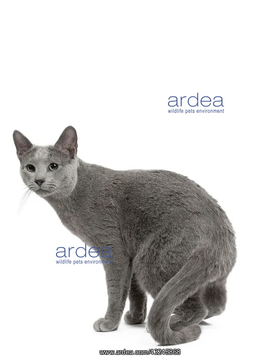 : Cat Russian Blue
