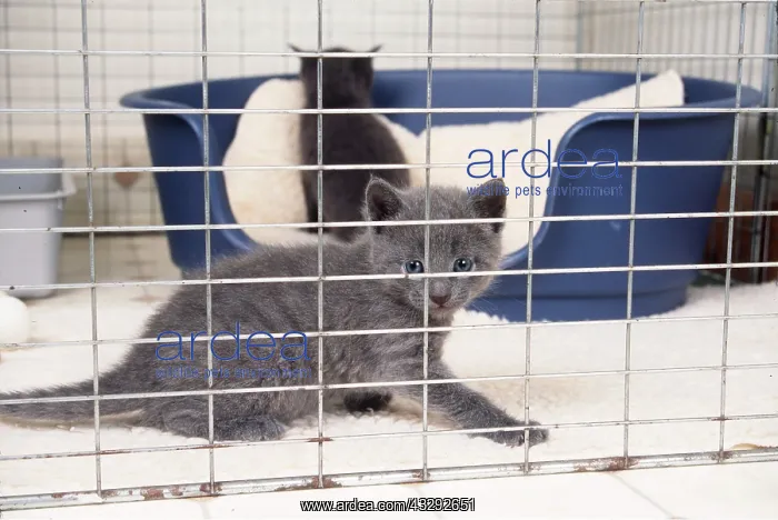 : CAT - Russian Blue Kitten in cage : CAT - Russian Blue Kitten in cage
