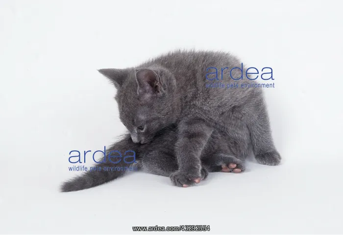 : CAT - RUSSIAN BLUE KITTEN-CLEANING ITSELF : CAT - RUSSIAN BLUE KITTEN-CLEANING ITSELF