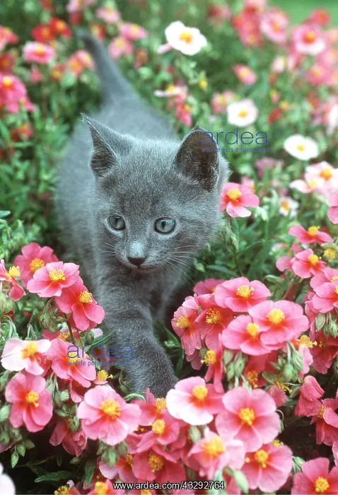 : CAT - RUSSIAN BLUE KITTEN - IN FLOWERS : CAT - RUSSIAN BLUE KITTEN - IN FLOWERS