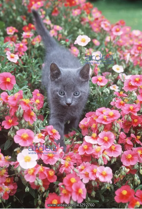 : CAT - Russian Blue kitten walking through flowers : CAT - Russian Blue kitten walking through flowers