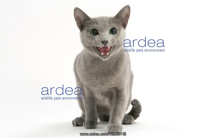  : Cat - Russian Blue miaowing