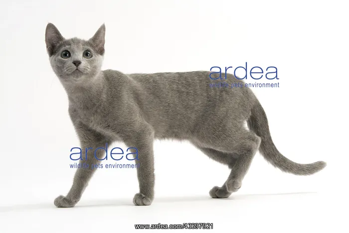 : Cat - Russian Blue, short-haired. Standing / walking : Cat - Russian Blue, short-haired. Standing / walking