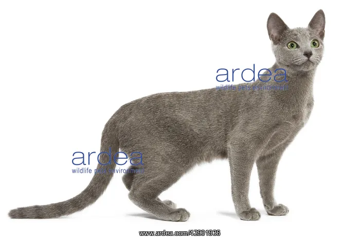  : Cat - Russian Blue in studio