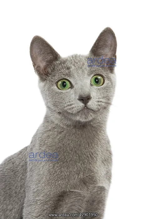  : Cat - Russian Blue in studio