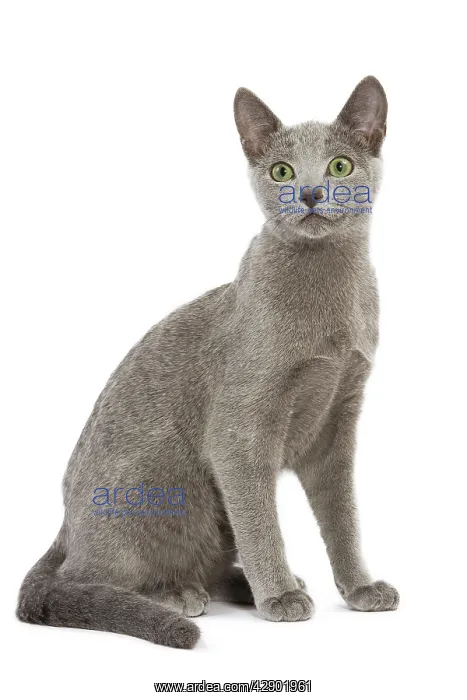  : Cat - Russian Blue in studio