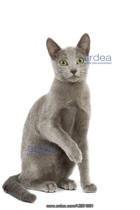  : Cat - Russian Blue in studio