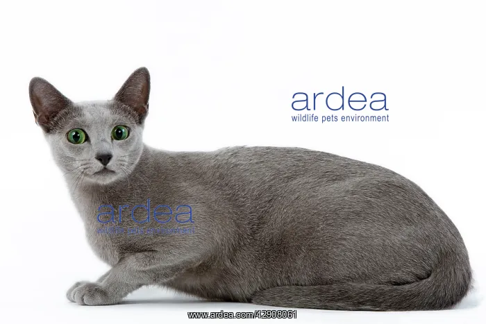  : Cat - Russian blue in studio
