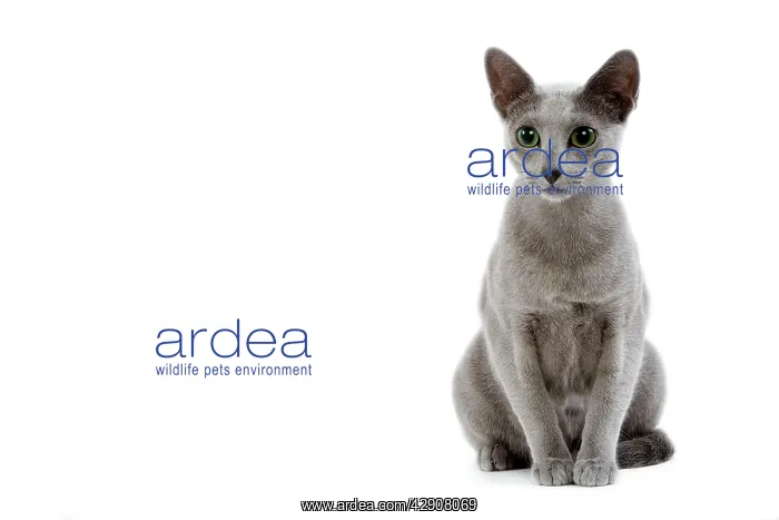  : Cat - Russian blue in studio