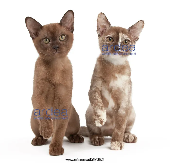 : Cat - Sable Burmese and Sable Tortie - 3 months old : Cat - Sable Burmese and Sable Tortie - 3 months old