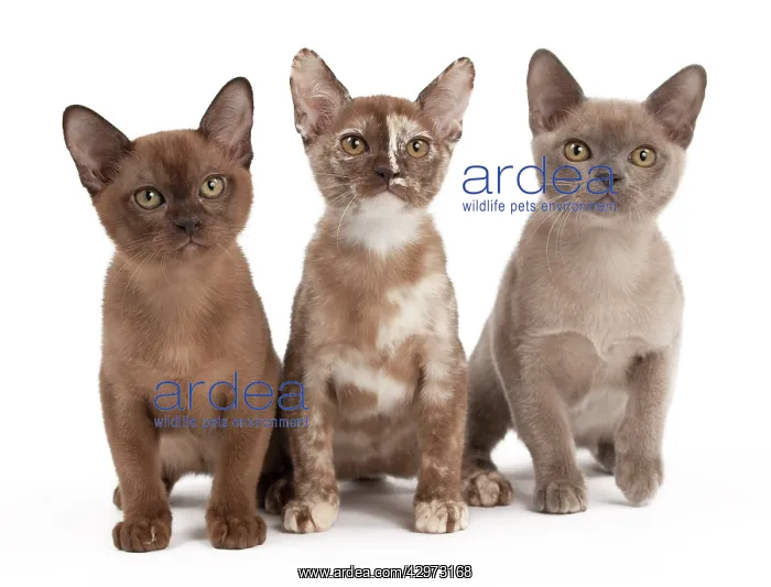 : Cat - Sable Burmese Sable Tortie and Blue Tortie : Cat - Sable Burmese Sable Tortie and Blue Tortie