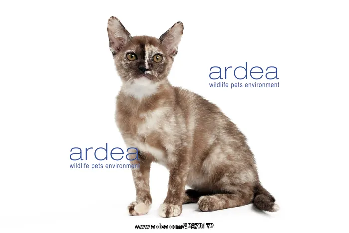  : Cat - Sable Tortie Burmese
