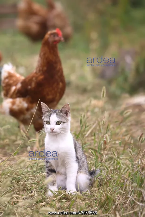 : Cat sat in a barn outdoors : Cat sat in a barn outdoors