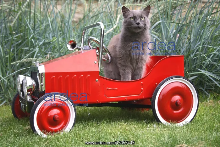 : Cat sat in a child car : Cat sat in a child car
