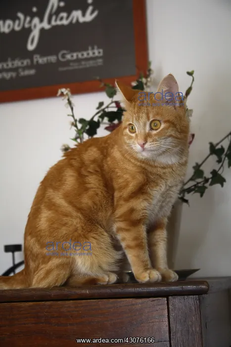 : Cat sat on a dresser : Cat sat on a dresser