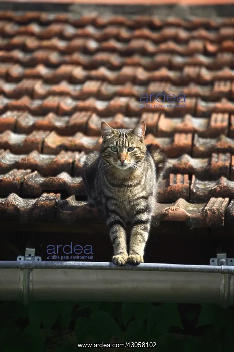 : Cat sat on the ledge of a gutter : Cat sat on the ledge of a gutter