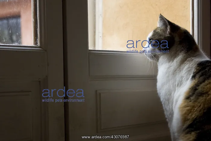  : Cat sat looking through the window of a house France