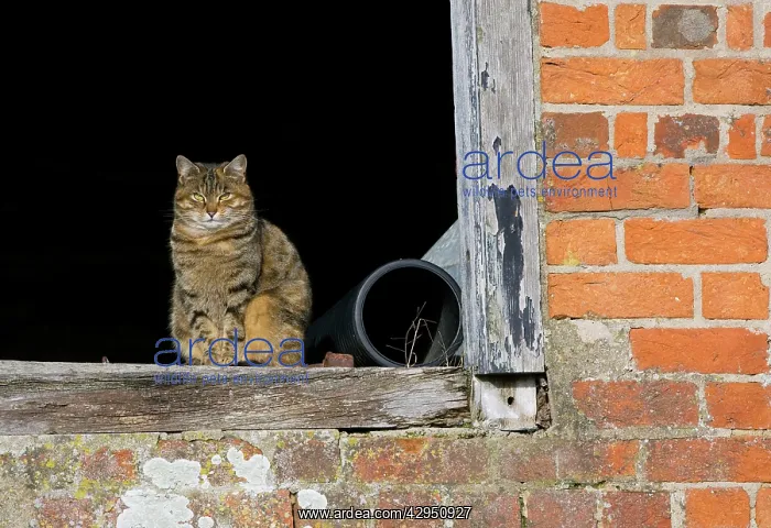 : Cat - sat in old barn window : Cat - sat in old barn window