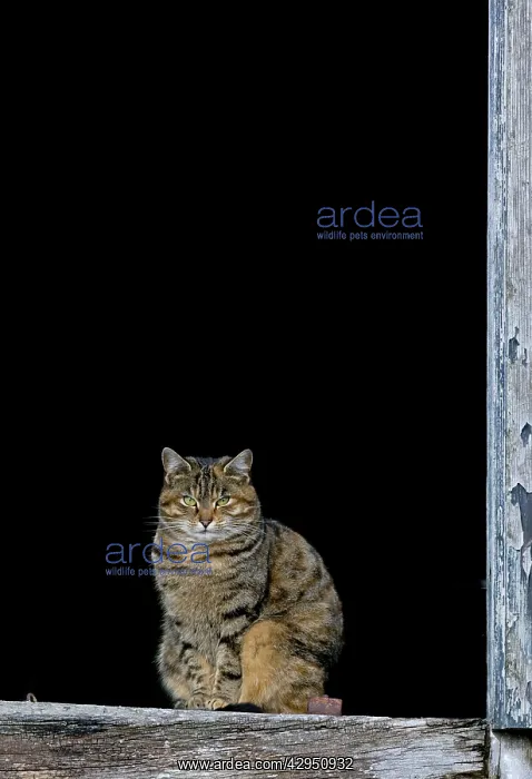 : Cat - sat in old barn window : Cat - sat in old barn window