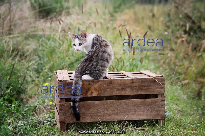 : Cat sat on a wooden box : Cat sat on a wooden box