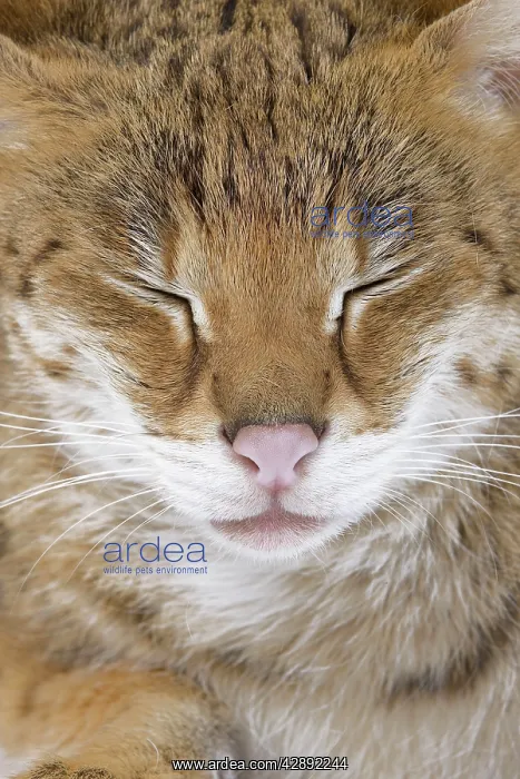 : Cat - Savannah Brown Tabby - with closed eyes : Cat - Savannah Brown Tabby - with closed eyes