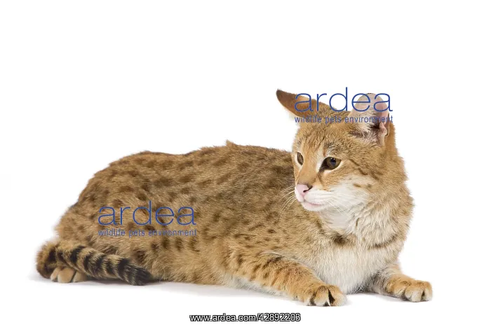 : Cat - Savannah Brown Tabby - lying down : Cat - Savannah Brown Tabby - lying down