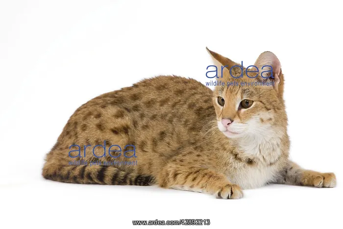 : Cat - Savannah Brown Tabby - lying down : Cat - Savannah Brown Tabby - lying down