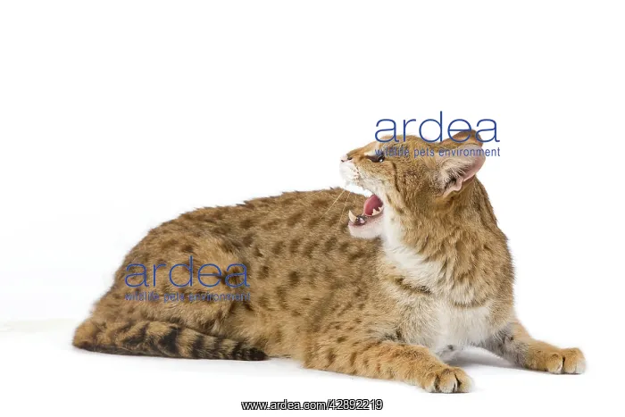  : Cat - Savannah Brown Tabby - lying down
