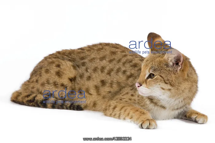 : Cat - Savannah Brown Tabby - lying down : Cat - Savannah Brown Tabby - lying down