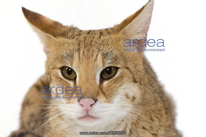 : Cat - Savannah Brown Tabby - lying down : Cat - Savannah Brown Tabby - lying down