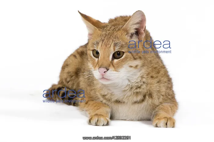 : Cat - Savannah Brown Tabby - lying down : Cat - Savannah Brown Tabby - lying down