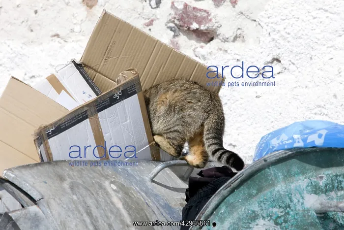 : Cat - scavenging in bin - Stray : Cat - scavenging in bin - Stray