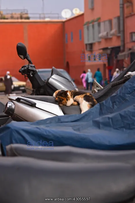 : Cat on a scooter at the entrance of the medina of Marrakech : Cat on a scooter at the entrance of the medina of Marrakech