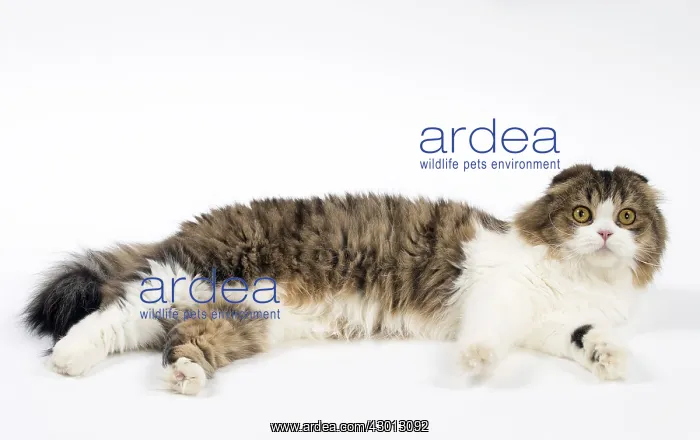 : Cat Scottish fold : Cat Scottish fold