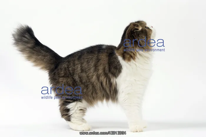 : Cat Scottish fold : Cat Scottish fold
