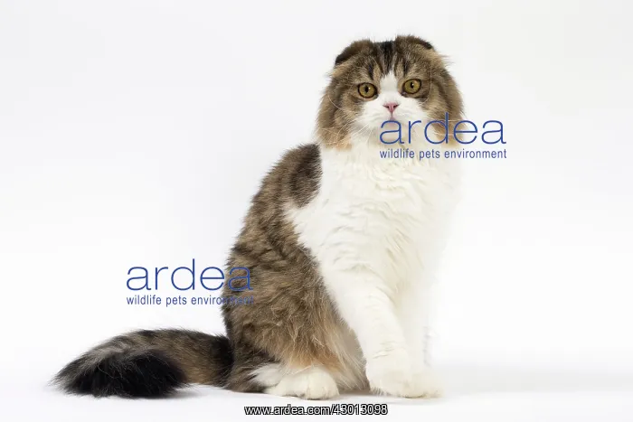 : Cat Scottish fold : Cat Scottish fold