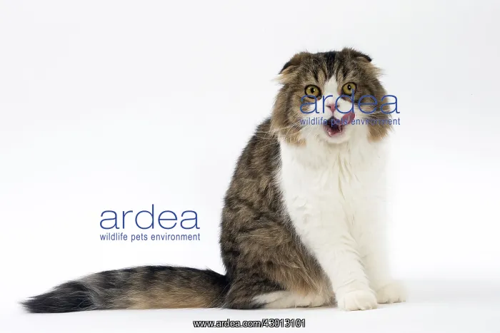 : Cat Scottish fold : Cat Scottish fold
