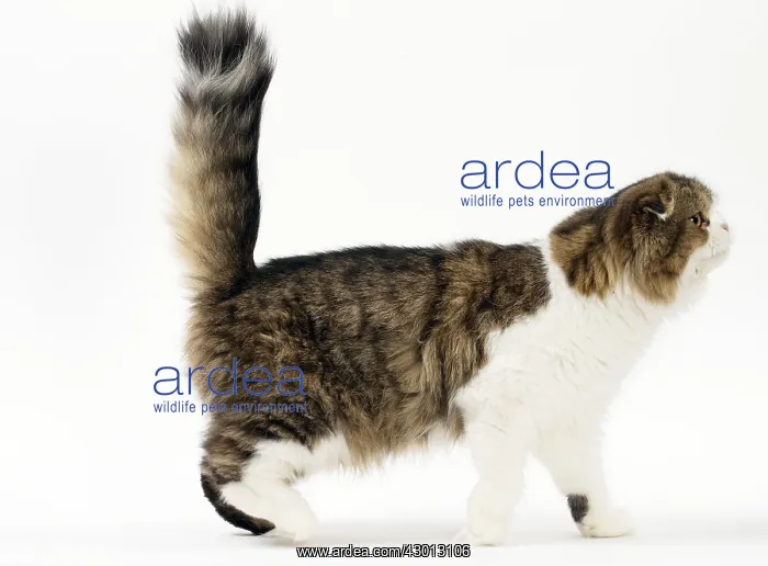 : Cat Scottish fold : Cat Scottish fold
