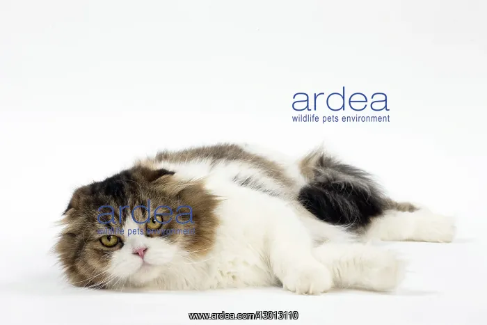 : Cat Scottish fold : Cat Scottish fold