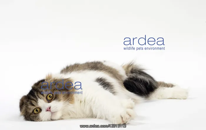 : Cat Scottish fold : Cat Scottish fold