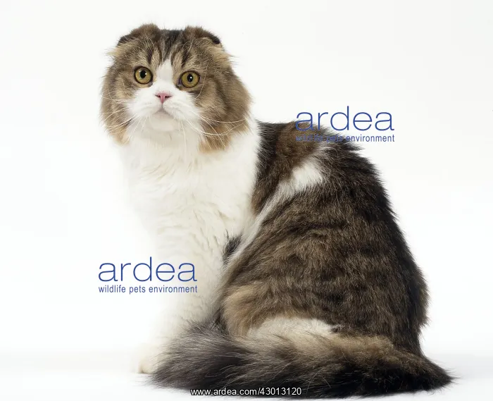 : Cat Scottish fold : Cat Scottish fold