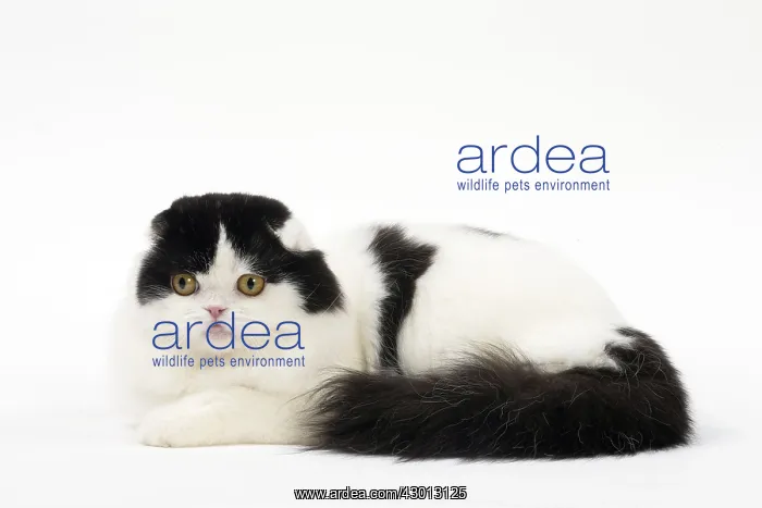 : Cat Scottish fold : Cat Scottish fold