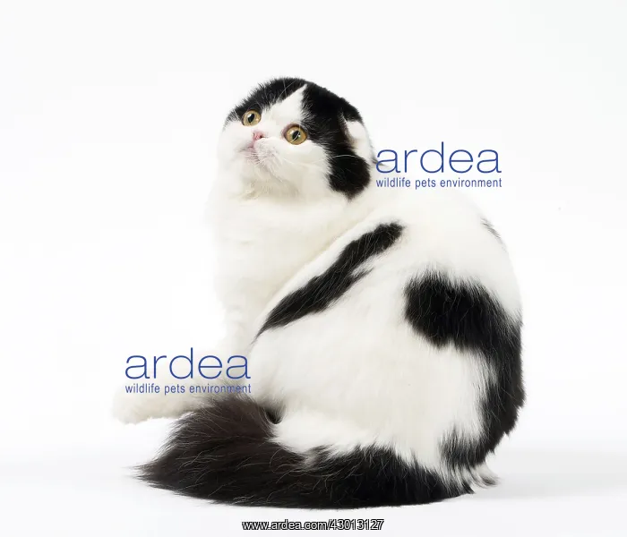  : Cat Scottish fold