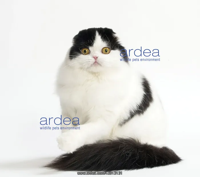 : Cat Scottish fold : Cat Scottish fold