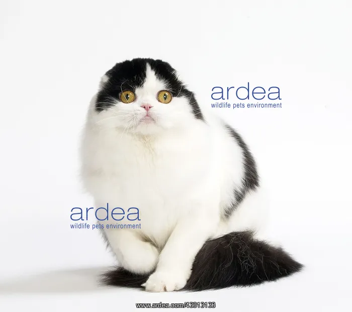 : Cat Scottish fold : Cat Scottish fold