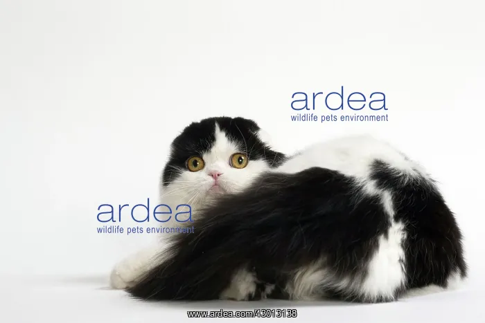 : Cat Scottish fold : Cat Scottish fold